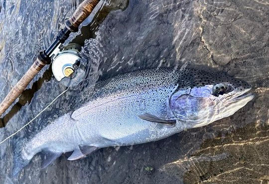 fresh caught salmon in front of r. b. meiser two-handed fly rod showing reel and reel seat